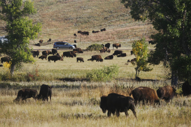 Wildlife Loop